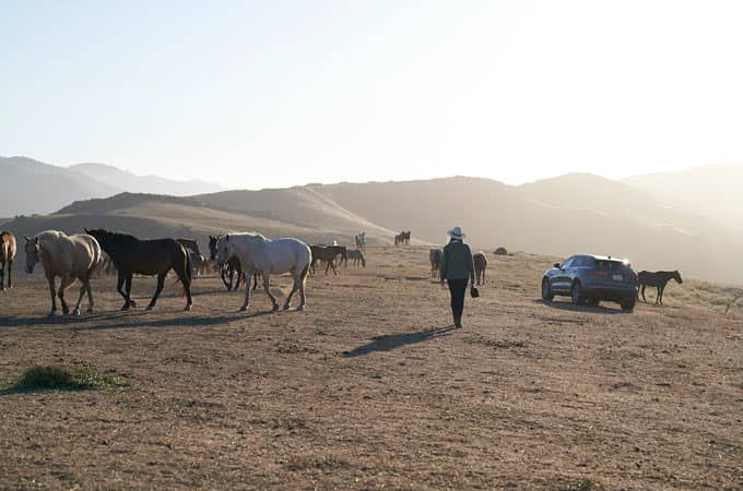 Ashley Avis walking on a field of horses and a Jaguar F-PACE.